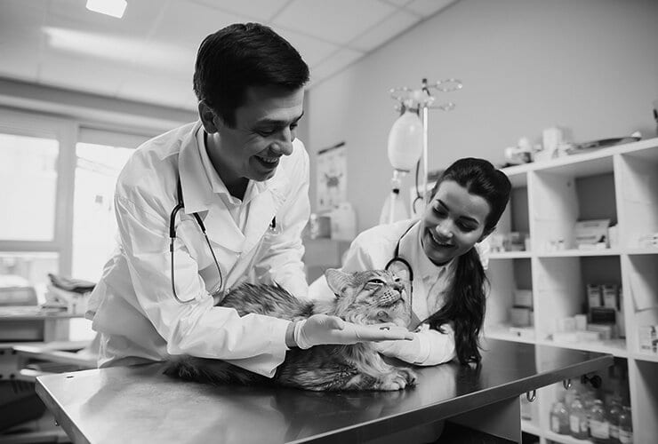 Estudiar veterinaria en España dónde y cómo hacerlo Nubika