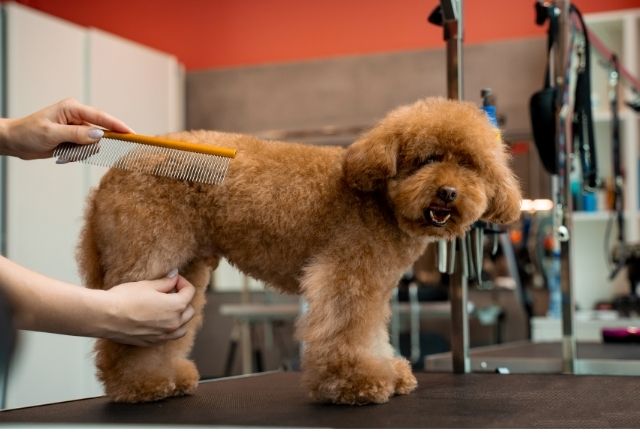peluquería canina corte de perro caniche