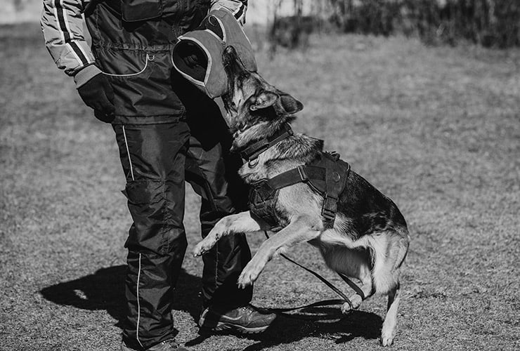 material de adiestramiento canino