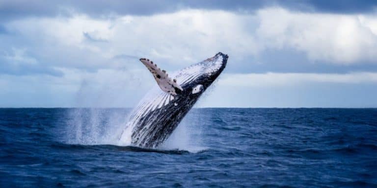 cuánto duermen las ballenas