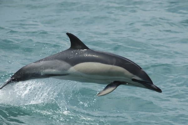 cómo duermen los delfines