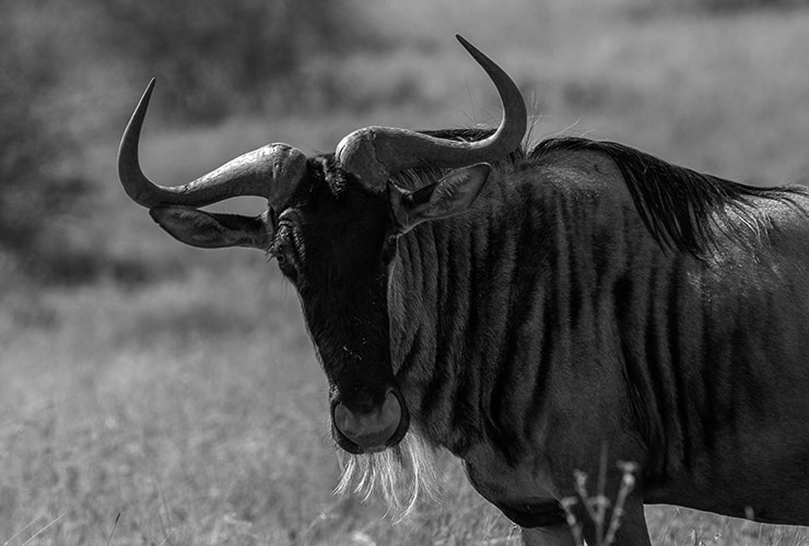 Animales que duermen de pie – Cuidador de Zoológico