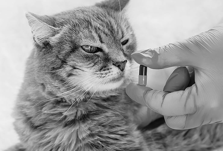 La farmacia veterinaria − ATV