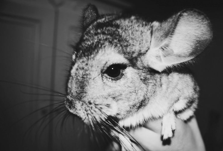 qué come una chinchilla