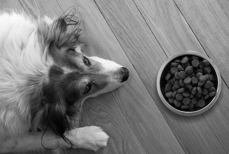 Alimentos prohibidos para perros - salud canina