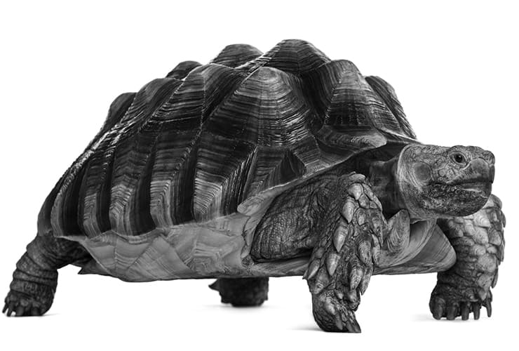 Tortuga de espolones − Animales Exóticos