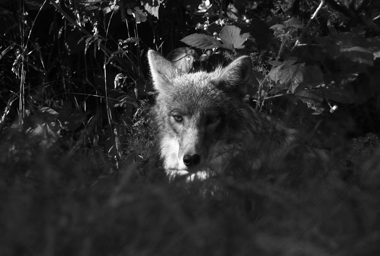 La alimentación del lobo − Cuidador de Animales de Zoológico