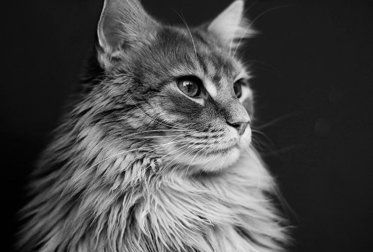 Los gatos con mucho pelo características y razas Nubika Los gatos con mucho pelo características y razas Nubika