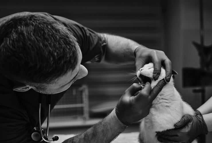 La gingivitis en gatos − Asistente y Auxiliar Técnico Veterinario