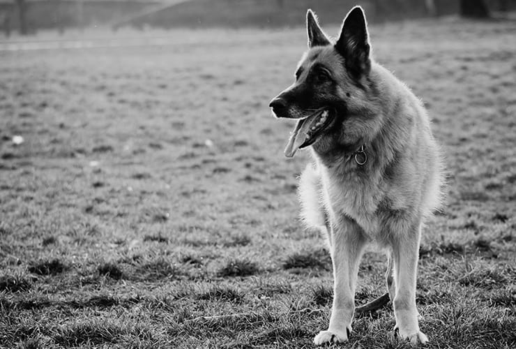 Rin Tin Tin − Terapia Asistida con Animales