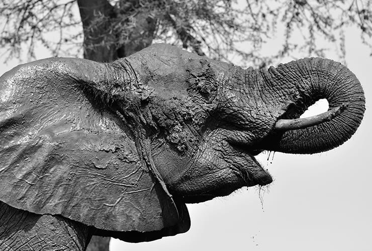 Las características del elefante − Auxiliar Veterinario y Cuidador de Animales de Zoológico