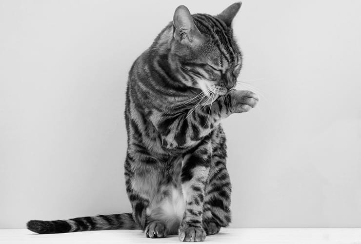 Los gatos con poco pelo − Peluquería Canina y Felina