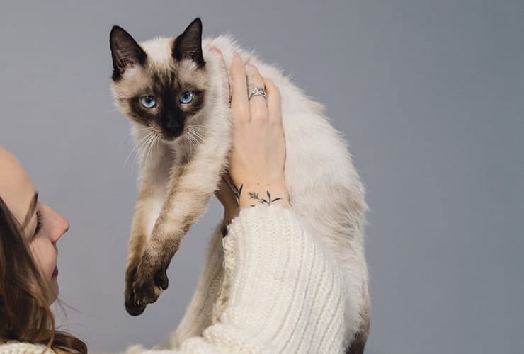 gato|El gato tonkinés − Técnico en Animales Exóticos