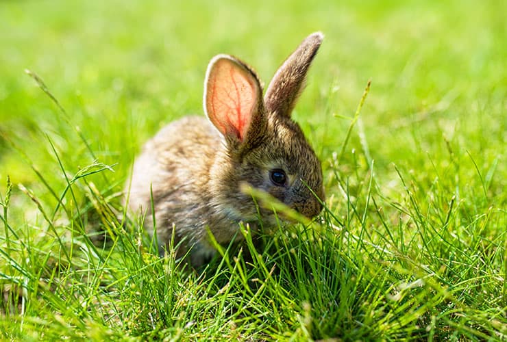 Cortar uñas a un conejo: claves y consejos