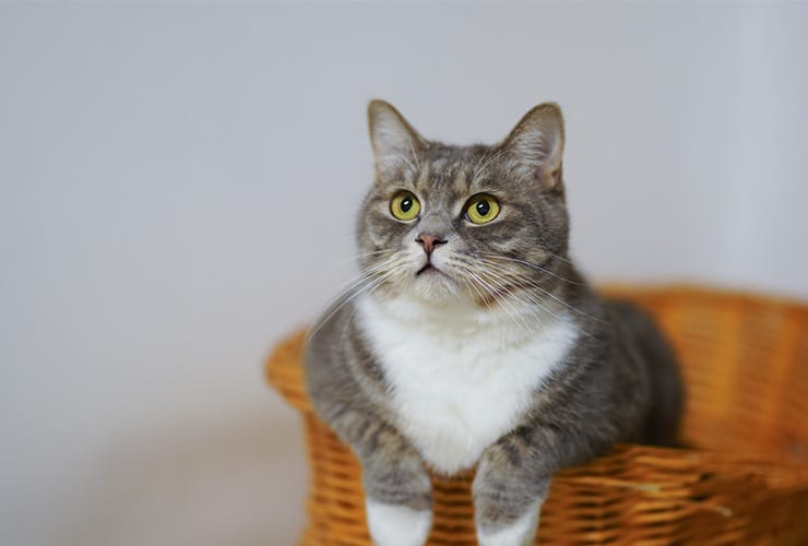 Bolas de pelo gatos − Asistente y Auxiliar Técnico Veterinario