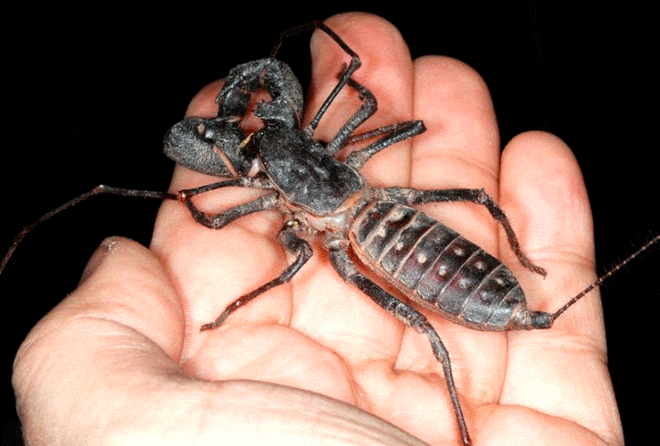 escorpion latigo