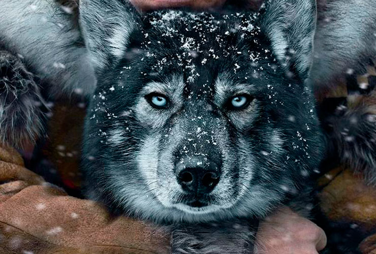 historia de togo el perro