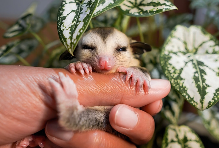 petauro-azucar-legal-españa
