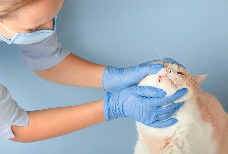 Mucosas pálidas en gatos