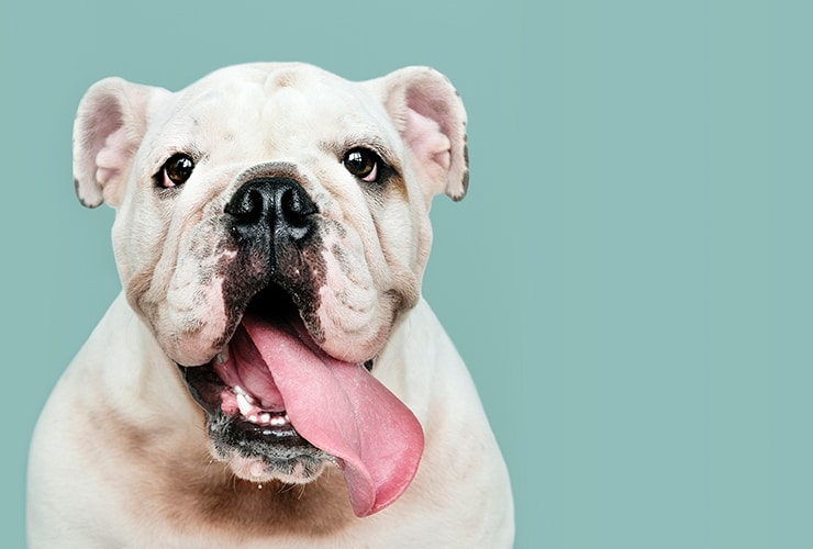 mi-perro-esta-muy-gordo