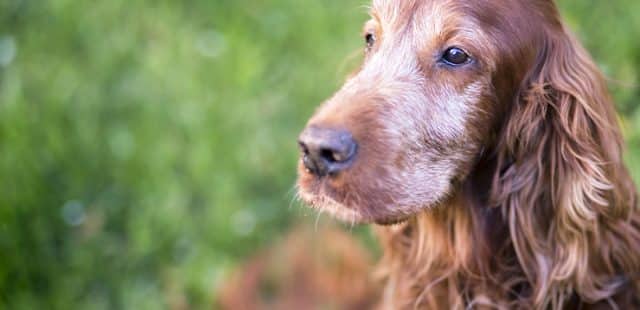 Cómo adiestrar a un perro adulto adoptado: los tips