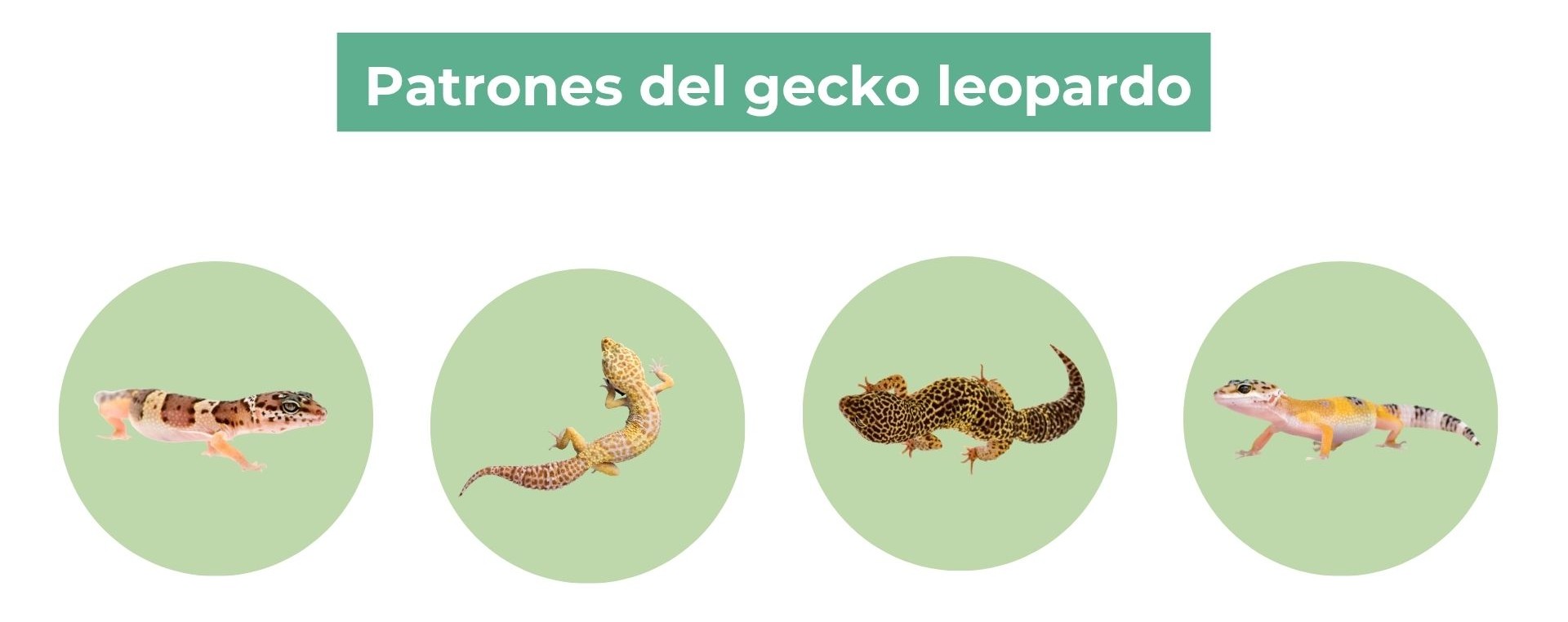 Colores del gecko leopardo