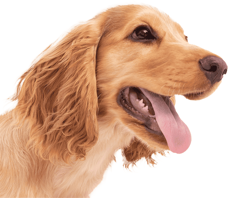 master-laboratorio-veterinario-dato