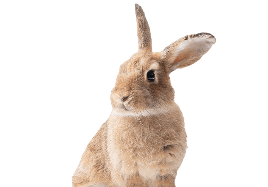 Contact Nubika recurso