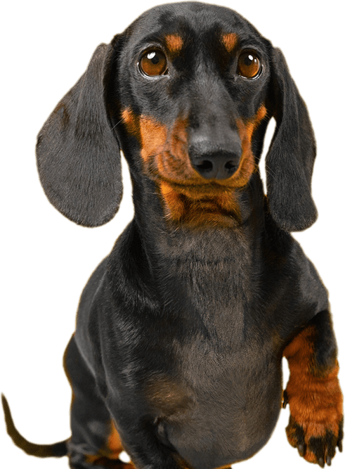 curso-auxiliar-fisioterapia-animal-dato