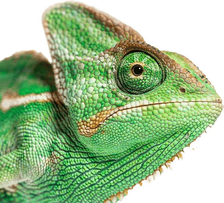 curso-herpetologia-dato