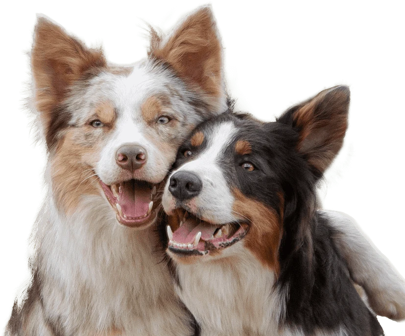 curso-intervenciones-asistidas-animales-dato
