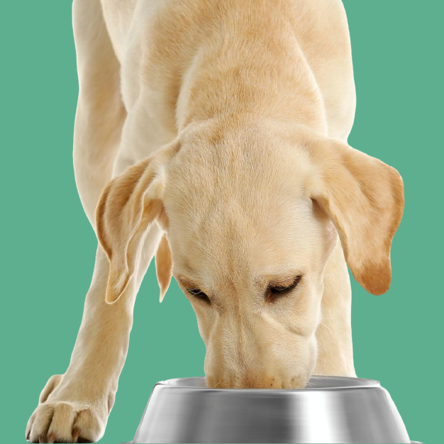 Nutrición y Dietética Animal online