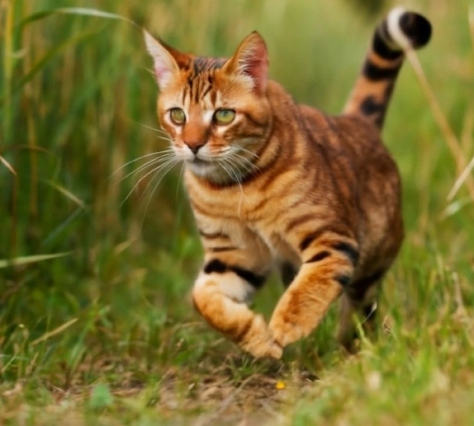 Flexible como un gato bengalí