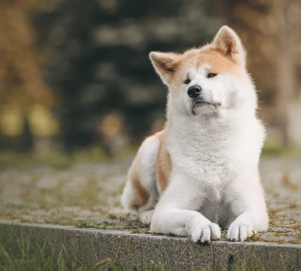 Más fiel que Hachikō
