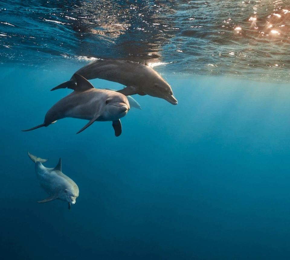 Y con el mejor equipo de delfines