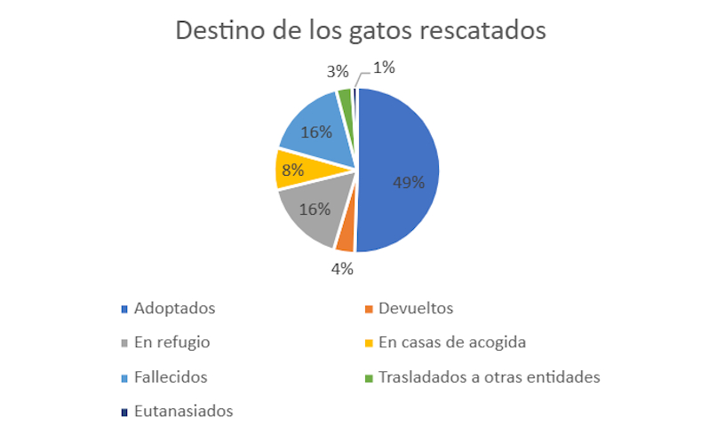 Destino gatos recogidos 2024