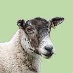 Gestión del Bienestar Animal en Especies de Producción y Ganadería Sostenible
