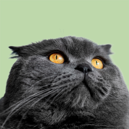 Gestión de Clínicas Veterinarias